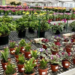 Rudolph Galley & Sons - Greenhouse full of flowers