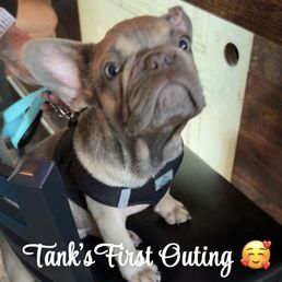 This is our fur baby in his first outing This is our fur baby in his first outing