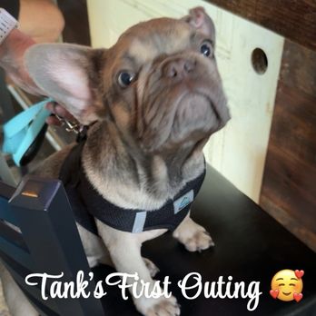Pet Rescue By Judy - This is our fur baby in his first outing - Animal Shelters Near Me - Sanford, Florida Pet Rescue By Judy - This is our fur baby in his first outing - Animal Shelters Near Me - Sanford, Florida