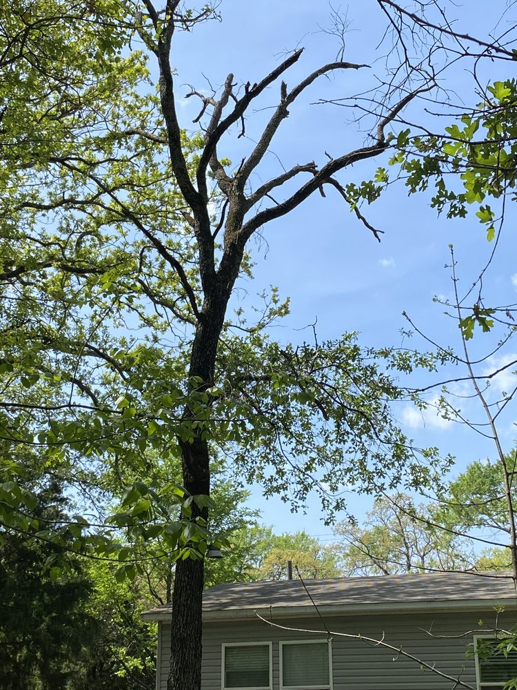 ROGUE LAWN SERVICE Updated March 2024 Request a Quote 16 Photos