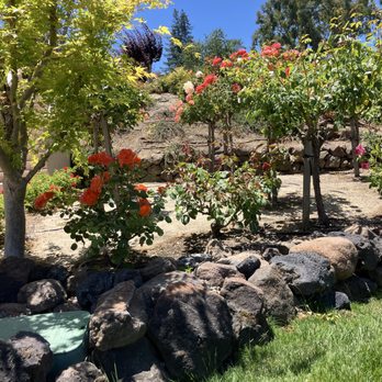 Rodriguez Home Services - Beautiful roses, bush - Landscaping Near Me Rodriguez Home Services - Beautiful roses, bush - Landscaping Near Me