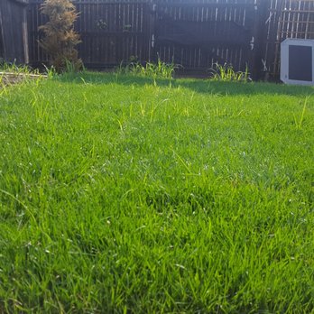 Salen's Landscaping - The tall blades what appear to be grass is actually fox tail weeds sprouting up, which grow much faster than grass. I hand pluck them out - Landscaping Near Me - Elk Grove, California Salen's Landscaping - The tall blades what appear to be grass is actually fox tail weeds sprouting up, which grow much faster than grass. I hand pluck them out - Landscaping Near Me - Elk Grove, California