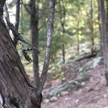 Lake Ouachita State Park - Praying mantises - Lakes Near Me - Mountain Pine, Arkansas Lake Ouachita State Park - Praying mantises - Lakes Near Me - Mountain Pine, Arkansas