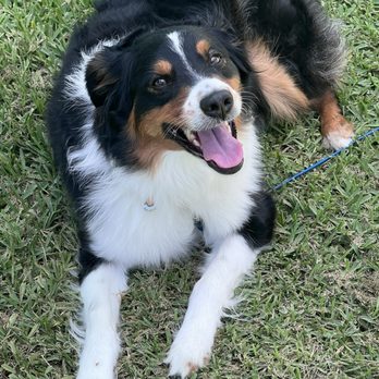 Rovers Retreat - Rocky - Pet Sitting Near Me - Naples, Florida