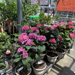 Lowe's Home Improvement - Hydrangeas