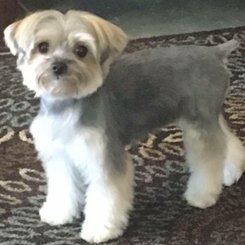 Tanya's Pooch Caboose - Pet Groomers Near Me Tanya's Pooch Caboose - Pet Groomers Near Me