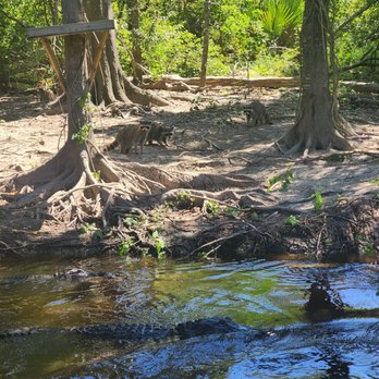 Cajun Pride Swamp Tours - Raccoons and gators - Tours Near Me - La Place, Louisiana
