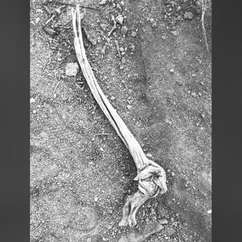 White Owl Canyon - Femur! - Hiking Near Me - Boulder City, Nevada