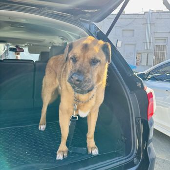Napa Natural Dog Co. - Happy - Pet Groomers Near Me - Vallejo, California Napa Natural Dog Co. - Happy - Pet Groomers Near Me - Vallejo, California