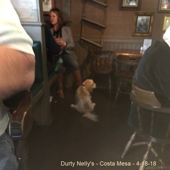 Durty Nelly's - Not a "Service Dog" - Irish Pub Near Me - Costa Mesa, California Durty Nelly's - Not a "Service Dog" - Irish Pub Near Me - Costa Mesa, California
