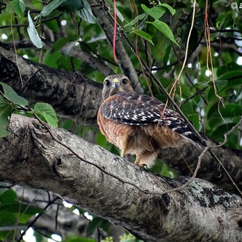 Enchanted Forest Elaine Gordon Park - A Red-Shouldered Hawk in the trees, staring straight at me! - Parks Near Me - Miami, Florida Enchanted Forest Elaine Gordon Park - A Red-Shouldered Hawk in the trees, staring straight at me! - Parks Near Me - Miami, Florida
