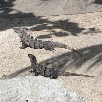 Restaurante Mezzanine - Visitors at Mezzanine restaurant looking for handouts! - Thai Near Me - Tulum, ROO Restaurante Mezzanine - Visitors at Mezzanine restaurant looking for handouts! - Thai Near Me - Tulum, ROO