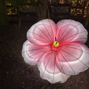 Jungle Island - Flower - Amusement Parks Near Me - Miami, Florida Jungle Island - Flower - Amusement Parks Near Me - Miami, Florida