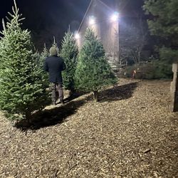 Corkum Tree Farm