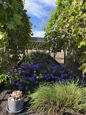 Silver Oak Alexander Valley by null