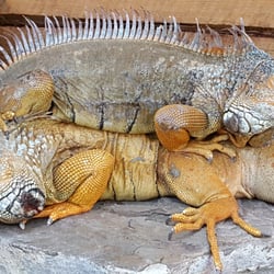 Odessa Wildlife Rescue and Sanctuary - Iggy