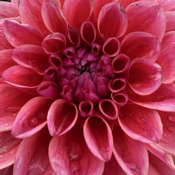 Swan Island Dahlias - Nurseries & Gardening Near Me - Canby, Oregon Swan Island Dahlias - Nurseries & Gardening Near Me - Canby, Oregon