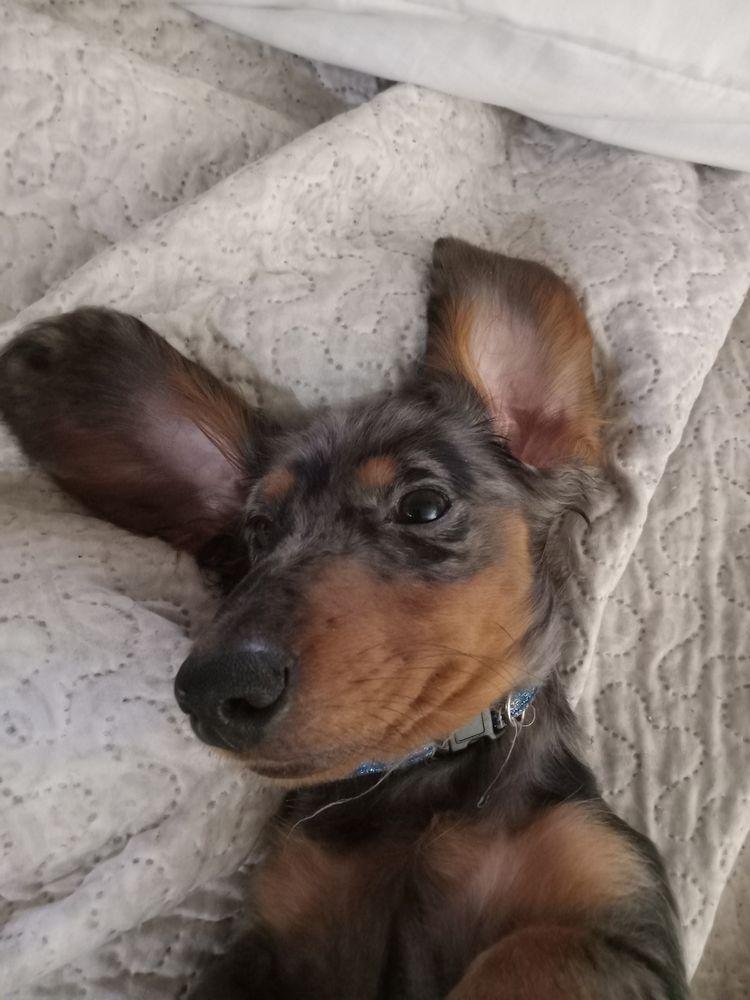 GIBSON ANIMAL CLINIC Updated September 2024 108 Riverside Dr