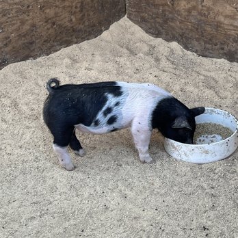 Keema's Pumpkin Farm - A Pig Eating - CSA Near Me - Elk Grove, California