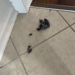 A Action Steamer Carpet Cleaning