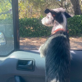 Doggie Adventures - Dog Walkers Near Me