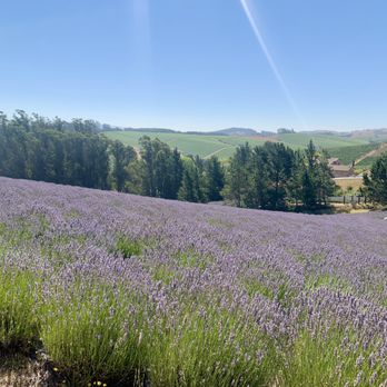 Monte-Bellaria Di California - Lavender fields. - Farms Near Me - Sebastopol, California Monte-Bellaria Di California - Lavender fields. - Farms Near Me - Sebastopol, California