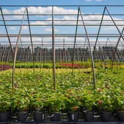 Pleasant Run Nursery