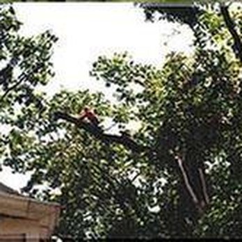 Felix Tree Service - untitled - Firewood Near Me - White Plains, New York Felix Tree Service - untitled - Firewood Near Me - White Plains, New York