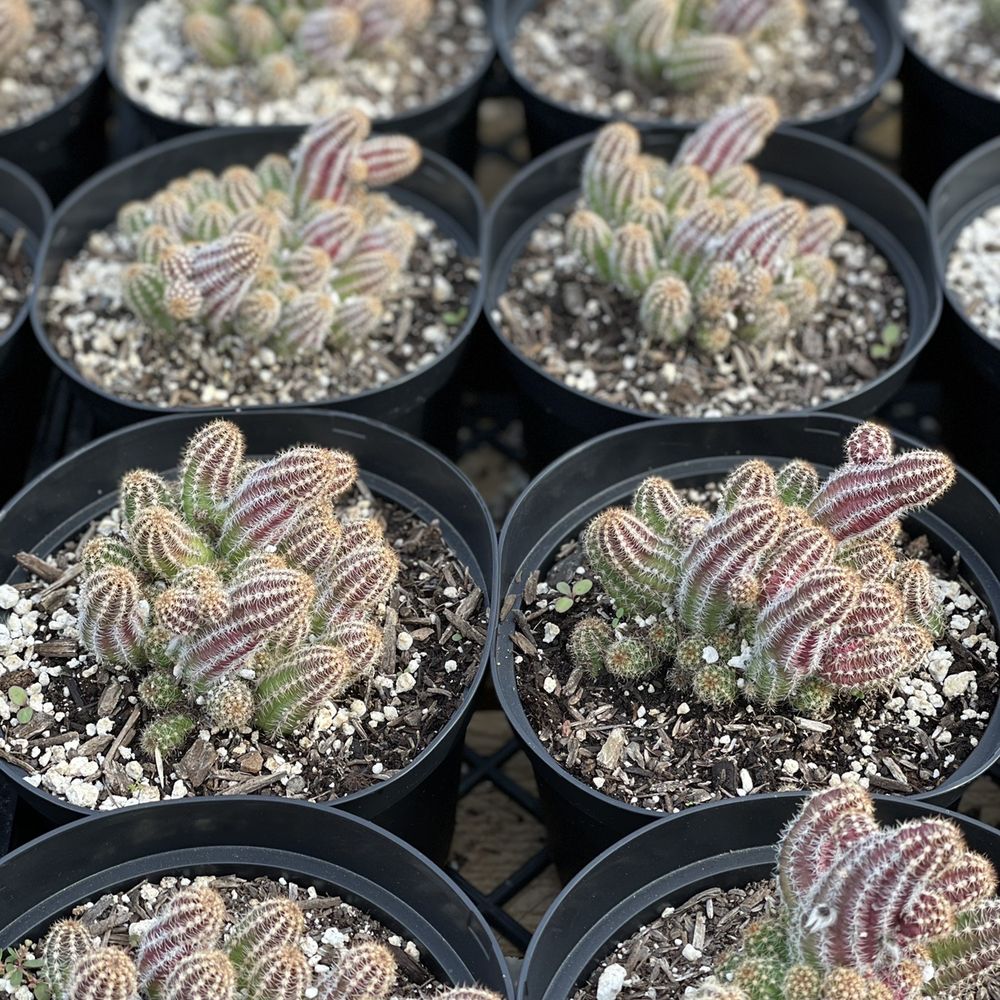 California Cactus Ranch - I think these are called Peanut cactus - Nurseries & Gardening Near Me - Reseda, California California Cactus Ranch - I think these are called Peanut cactus - Nurseries & Gardening Near Me - Reseda, California