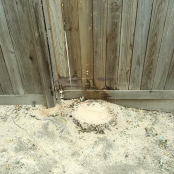 Slaters Professional Tree Care - Close up of done work - Tree Services Near Me - Rohnert Park, California Slaters Professional Tree Care - Close up of done work - Tree Services Near Me - Rohnert Park, California