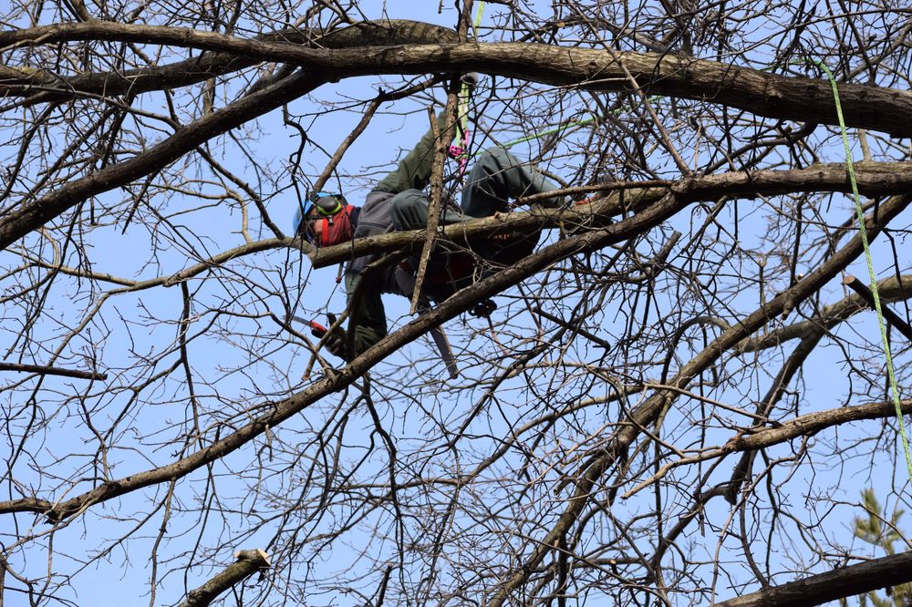 John B Ward & Co Tree Experts - tree service in King of Prussia, PA
