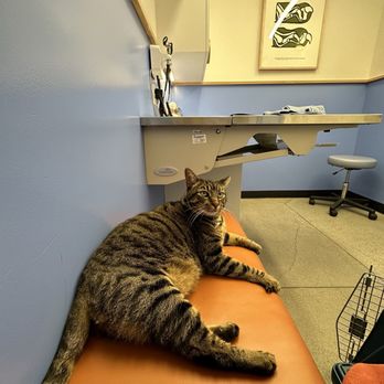 Modern Animal Berkeley - My cat comfortably relaxing in the exam room - Veterinarians Near Me - Berkeley, California