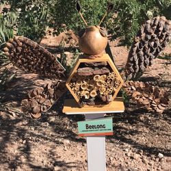 Fountain Hills Desert Botanic Garden