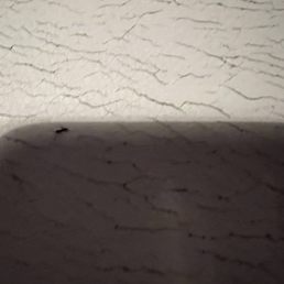 One tiny ant but many scurrying around.
