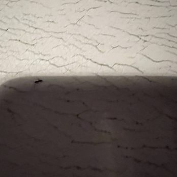 Cumberland Mountain State Park - One tiny ant but many scurrying around. - Parks Near Me - Crossville, Tennessee