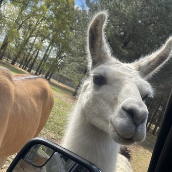 Alabama Safari Park - Zoos Near Me - Hope Hull, Alabama