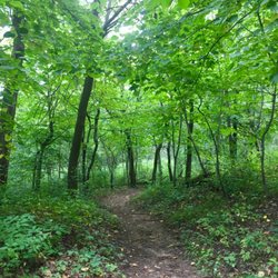 Your Beautiful Life - Into the woods I go