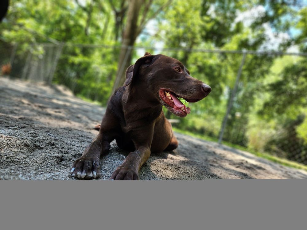 DOG BOARDING AT THE BEACH 17 Photos 401 Tyner St, Myrtle Beach