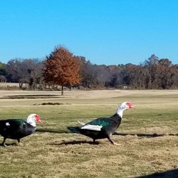 Wedgewood Golf Club - Hole 6: Thanksgiving Duck Crossing 2018