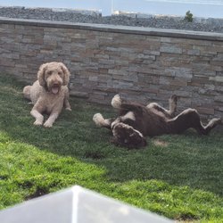 Pongo's Pals Pet Services - Puppy Play