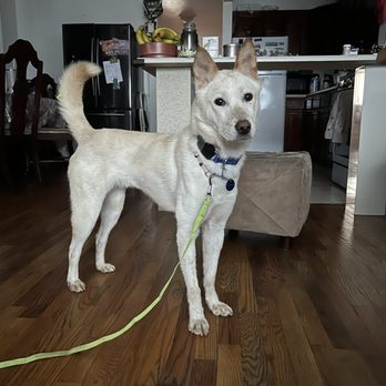 Korean K9 Rescue - Animal Shelters Near Me - Astoria, New York