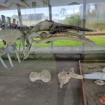 Westport Maritime Museum - Fascinating information on the whale bones stored here. - Museums Near Me - Westport, Washington Westport Maritime Museum - Fascinating information on the whale bones stored here. - Museums Near Me - Westport, Washington