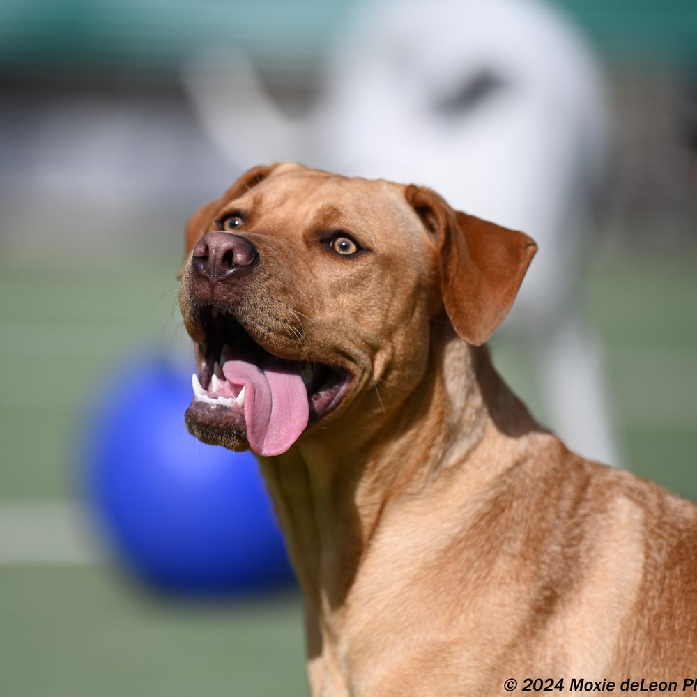 Tamaño De Pitbull Vs Rottweiler