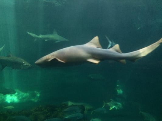 Aquarium of Veracruz by null