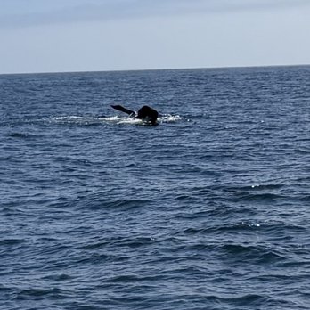 Sub Sea Tours - Tails up! - Rafting/Kayaking Near Me - Morro Bay, California