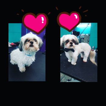 My Spoiled Pooch - Pet Groomers Near Me - Tucson, Arizona My Spoiled Pooch - Pet Groomers Near Me - Tucson, Arizona