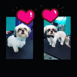 My Spoiled Pooch