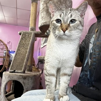 Cat Cafe Rescue - Pet Adoption Near Me - Chino Hills, California Cat Cafe Rescue - Pet Adoption Near Me - Chino Hills, California