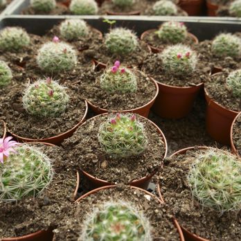 Florida Cactus - Little babes - Nurseries & Gardening Near Me - Apopka, Florida