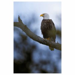 Hunting Island State Park - Bald Eagle
